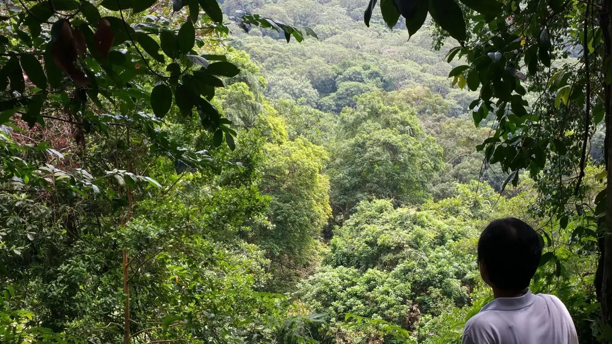 Bukit Timah Nature Reserve — Bukit Timah Nature Reserve, Singapore — summit