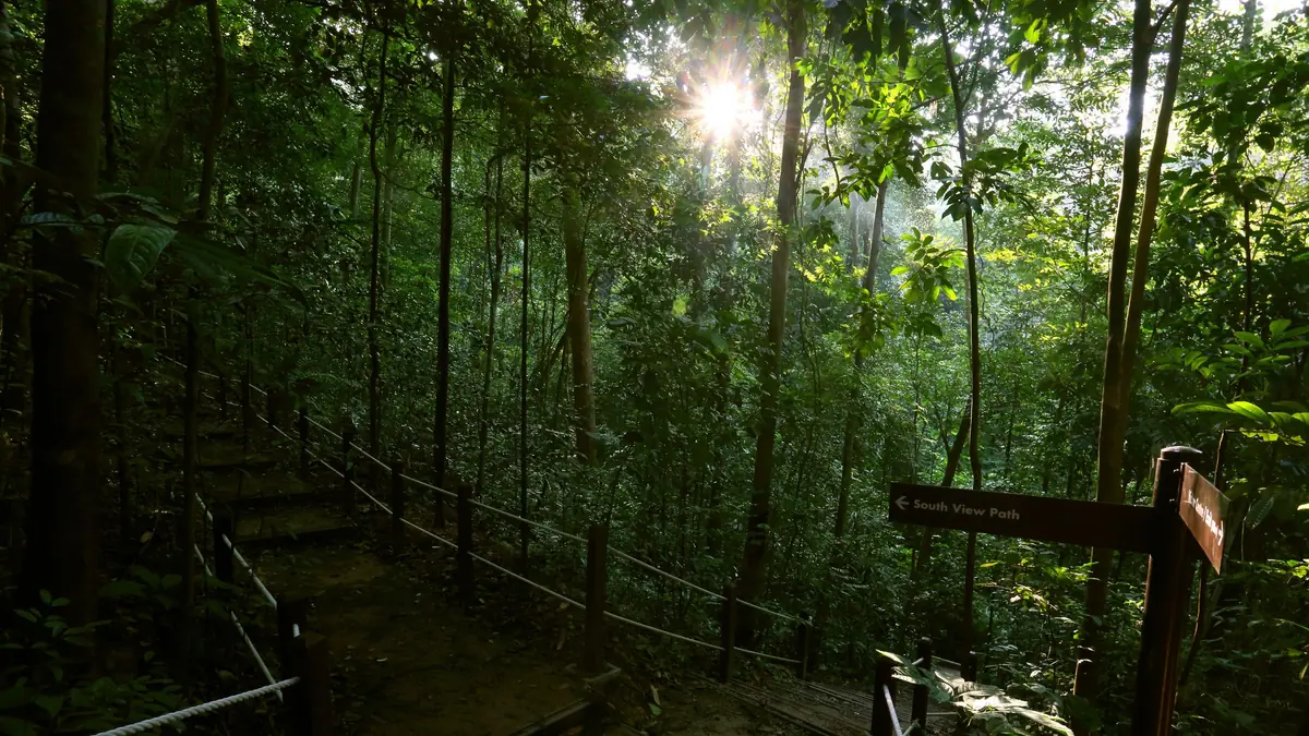 Bukit Timah Nature Reserve — Bukit Timah Nature Reserve, Singapore — trails