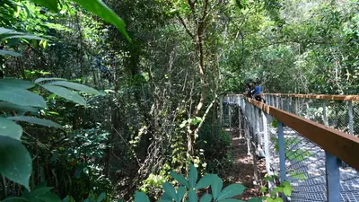 Windsor Nature Park — The elevated boardwalk winding through the rainforest of Windsor Nature Park, Singapore