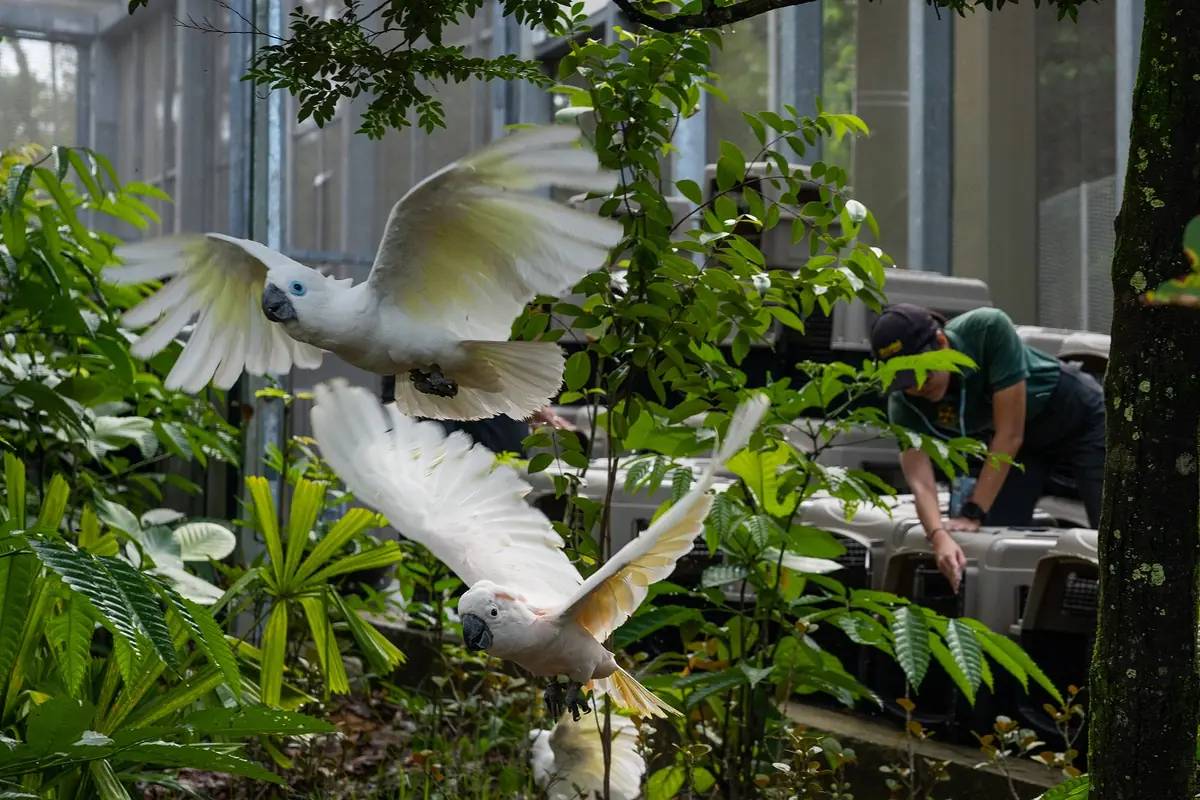 Bird Paradise — Blue-eyed cockatoo and Moluccan cockatoo released at Mysterious Papua at Bird Paradise, Singapore