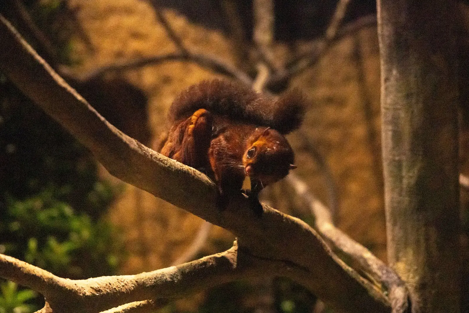 Night Safari — A spotted giant flying squirrel at the new Pangolin Trail in Night Safari, Singapore