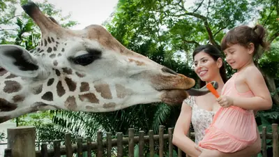 Singapore Zoo — The award-winning Singapore Zoo lets you see your favourite animals in all their natural wonder.